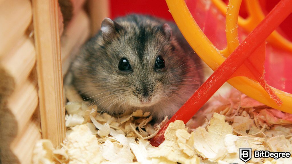 You are currently viewing Crypto Betting Finds a New Playground in Hamster Racing